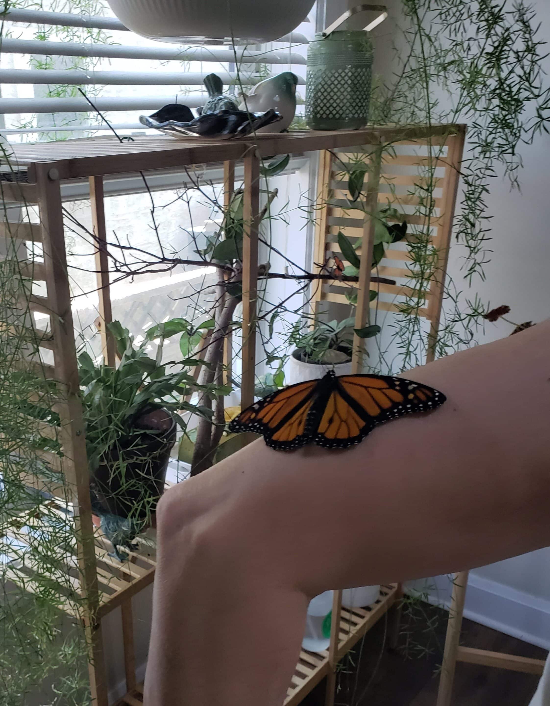 Building with Integrity: The Quiet Power of the Butterfly Effect